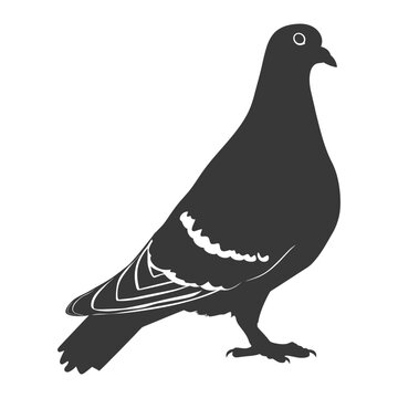recommend clip art: Silhouette pigeon bird animal fly black color only