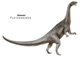 Plateosaurus illustration. Dinosaur with long neck and tail. Grey dino - 756734655