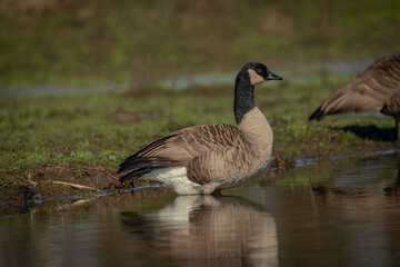 Fototapeta premium Wild goose near lake with water in spring fresh sunny day