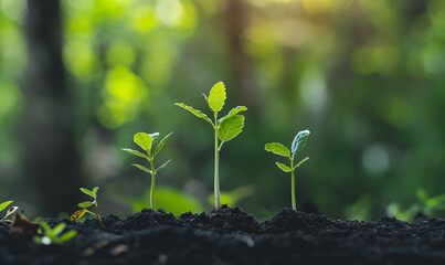 Stages of Plant Growth: Seedlings Emerge in Sunlit Soil