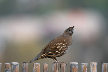 Codorniz Hembra en el cerro San Cristobal