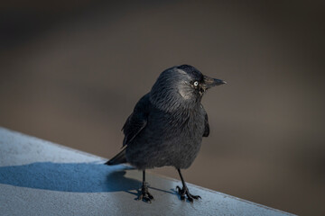Fototapeta premium Jackdaw bird with black feathers on blue airport roof in sunny day