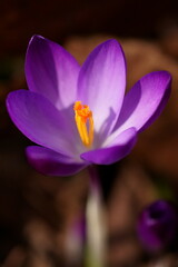 The shine and colors of spring, purple spring crocus, Crocus vernus 