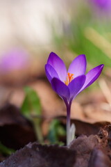The shine and colors of spring, purple spring crocus, Crocus vernus 