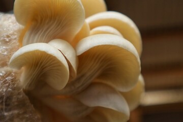 Oyster mushroom photo