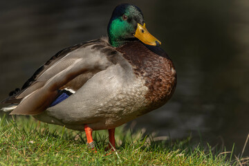 Naklejka na ściany i meble Color duck near lake in city park on green grass with sun over head