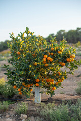 Fototapeta na wymiar tangerines in the tree