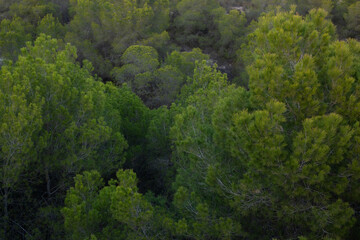 forest in the mountains