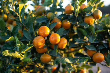 tangerines picked from the tree