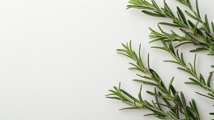 Naklejka premium rosemary sprigs.