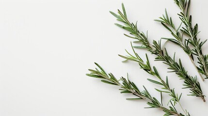 Fototapeta premium rosemary sprigs.