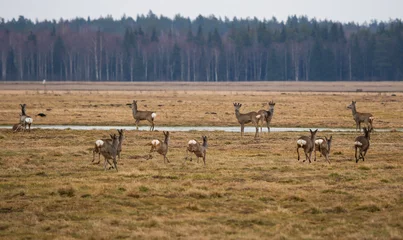 Foto op Canvas A large number of The roe deer (Capreolus capreolus) graze in the meadow © Normunds