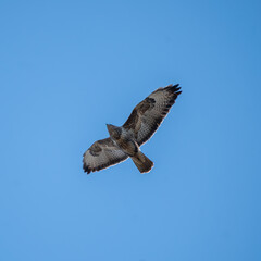 Obraz premium The common buzzard (Buteo buteo) in flight.