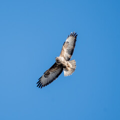 The common buzzard (Buteo buteo) in flight.