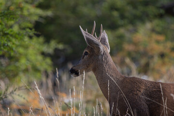 Huemul entre los bosques camino a Coyhaique