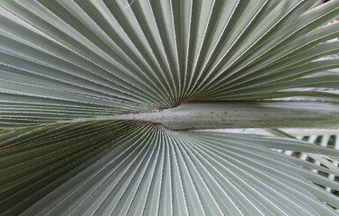 palm tree leaf