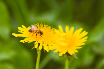 Abejas y mariposas en Flores dientes de leon amarillas