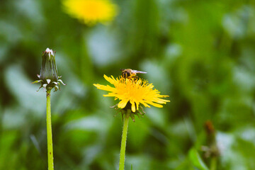 Abejas y mariposas en Flores dientes de leon amarillas