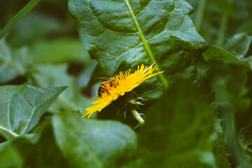 Abejas y mariposas en Flores dientes de leon amarillas