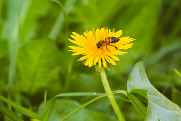 Abejas y mariposas en Flores dientes de leon amarillas