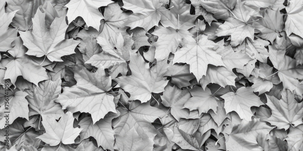 Poster a simple black and white photo of a bunch of leaves. suitable for various design projects
