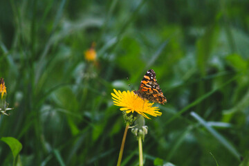 Mariposas en flores amarillas dientes de leon