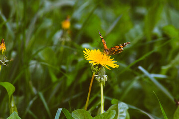 Mariposas en flores amarillas dientes de leon