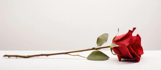 Keuken spatwand met foto A beautiful red rose, with delicate petals, rests on a pristine white table. The plant exudes elegance and grace, adding a touch of nature to the room © 2rogan