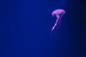 underwater photos of jellyfish chrysaora quinquecirrha jellyfish the atlantic sea nettle