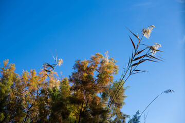 flowers against blue sky