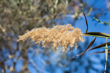 branches against sky