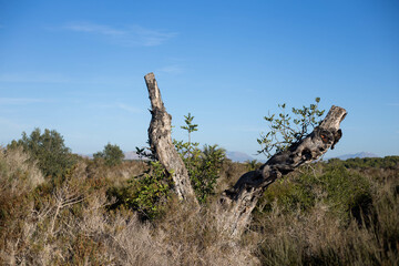 tree in the desert