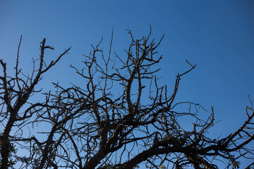 tree branches against blue sky