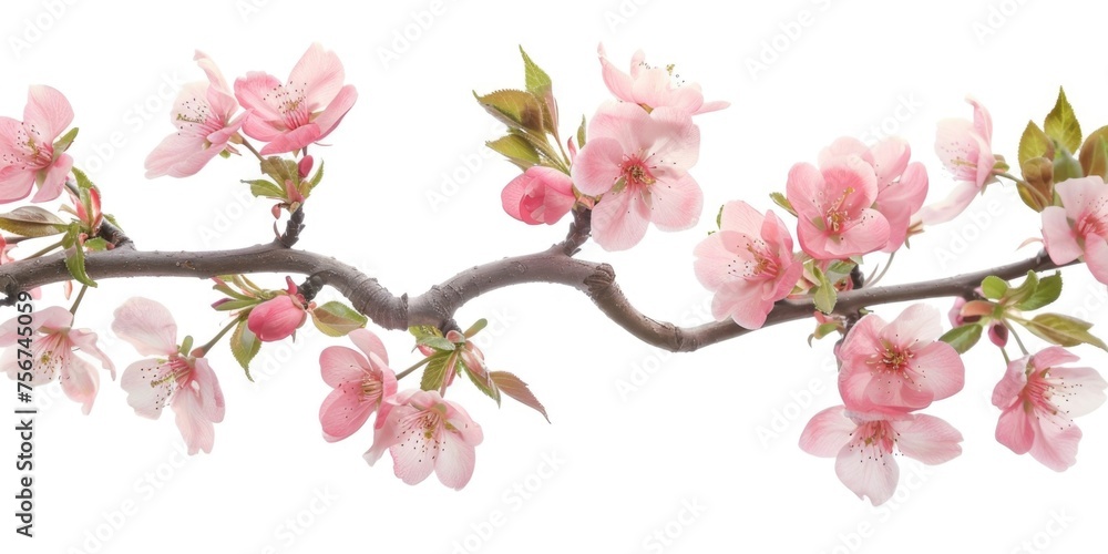 Poster close-up of a cherry tree branch with beautiful pink flowers. perfect for springtime designs
