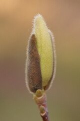 The revival of nature; macro photo of a magnolia bud on a branch