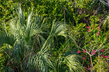 Lush vegetation in a pretty tropical garden in Florida in the United States