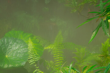 Fototapeta na wymiar Lush vegetation in a pretty tropical garden in Florida in the United States