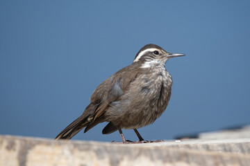 Churrete en el lago La Paloma