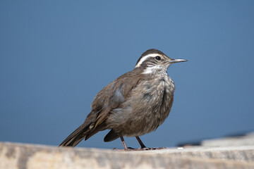 Churrete en el lago La Paloma