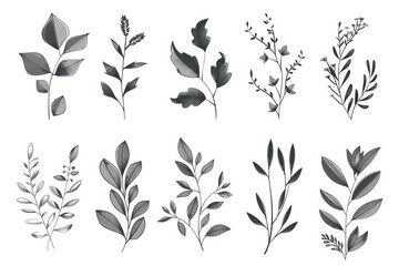 Collection of different types of leaves, suitable for various design projects