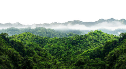 Fototapeta na wymiar Lush green canopy of a misty tropical rainforest, cut out - stock png.