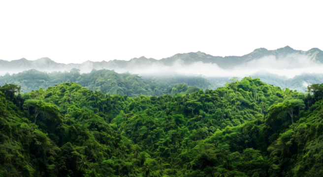 Lush green canopy of a misty tropical rainforest, cut out - stock png.