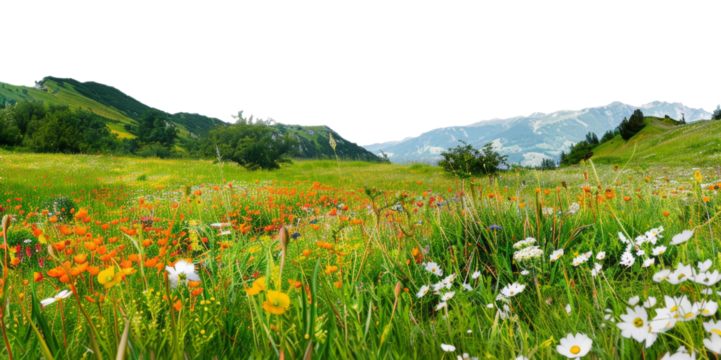 Vibrant alpine meadow blooming with colorful wildflowers, cut out - stock png.