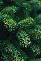Close up of a pine tree with cones, suitable for nature themes