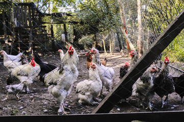 gallina, ave, gallina, chacras, animal, gallo, ave de corral, blanco, agricultura, rojo, ave de corral, pico, césped, emplumar, naturaleza, emplumar, alimento, campesina, animal
