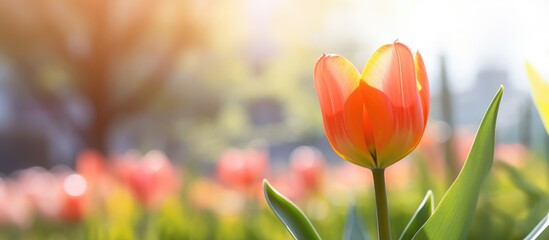A close up of a vibrant orange tulip standing tall amongst a field of green grass, showcasing its delicate petals and slender pedicel in the natural landscape - Powered by Adobe