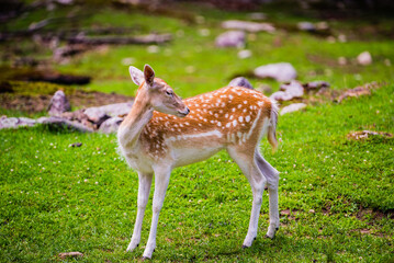 Naklejka na ściany i meble Parc Omega, Canada, July 3 2020 - Roaming elk in the Omega Park in Canada