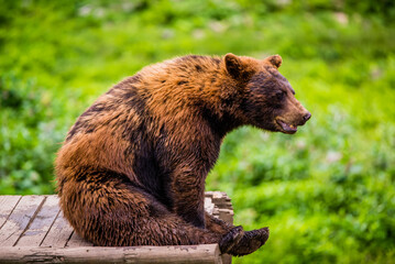 Parc Omega, Canada - July 3 2020: Brown bear in the Omega Park in Canada