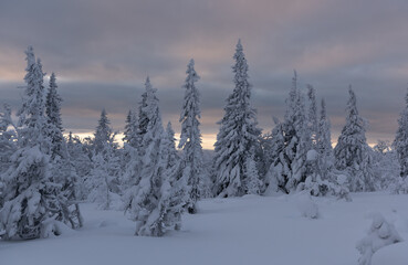 Snow covered trees in Swedish Jamtland, under clouds softly lit with orange sunrise light