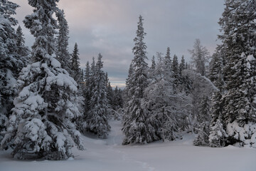 Fototapeta na wymiar Path through snow-covered trees in Northern Sweden